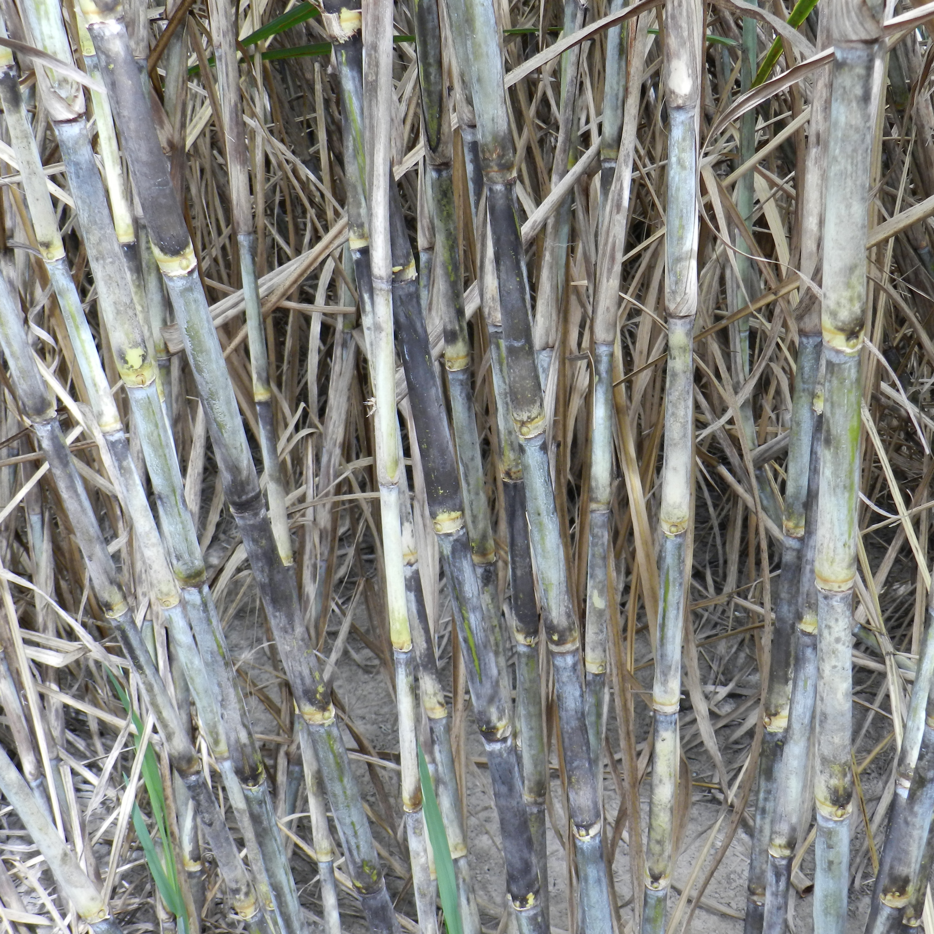 Distinguishing characteristics – Has the most erect canopy of any variety grown in Louisiana; has a high population of small-diameter stalks.